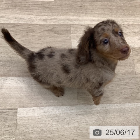 ミニチュア・ダックスフンドの写真