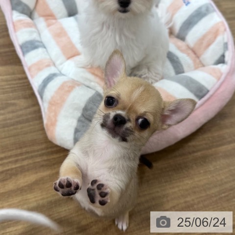 チワワの写真