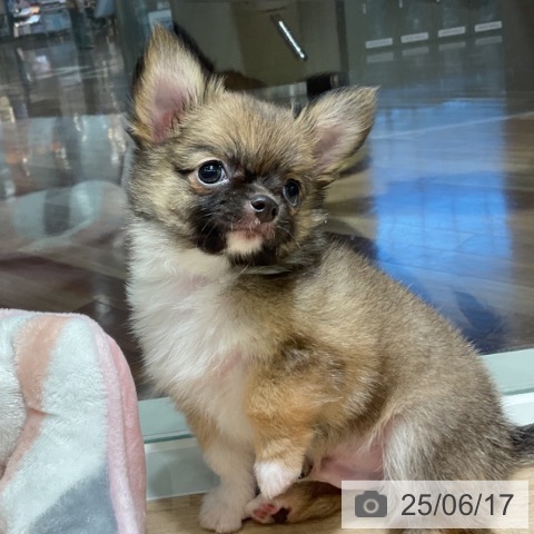 チワワの写真