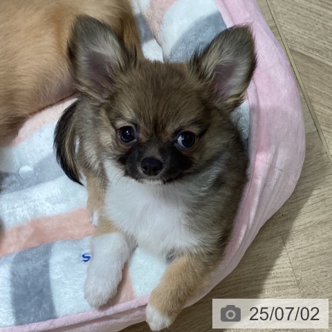 チワワの写真