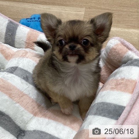 チワワの写真