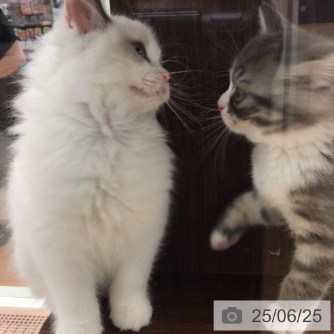 スコティッシュフォールドの写真