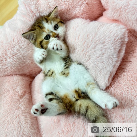 スコティッシュフォールドの写真