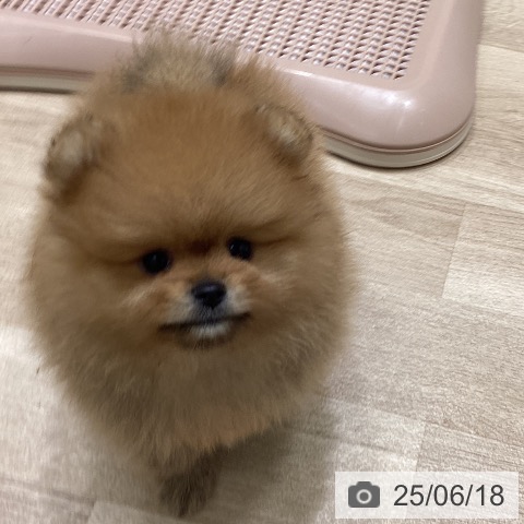 ポメラニアンの写真