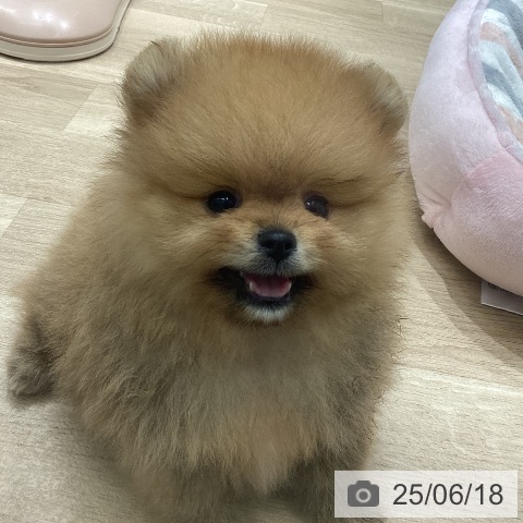 ポメラニアンの写真