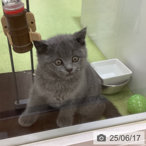 ブリティッシュショートヘアの写真