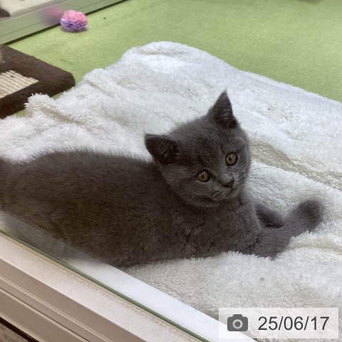 ブリティッシュショートヘアの写真