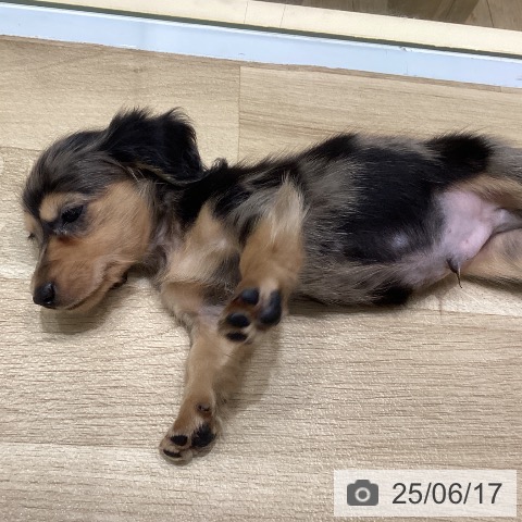 カニーンヘン・ダックスフンドの写真