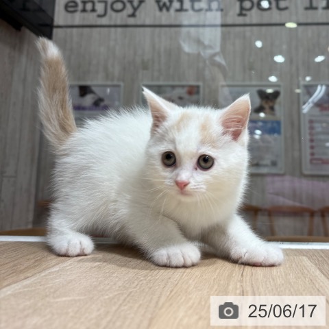 スコティッシュフォールドの写真