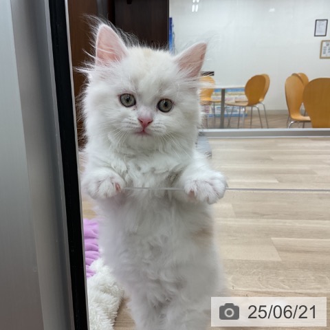 スコティッシュフォールドの写真