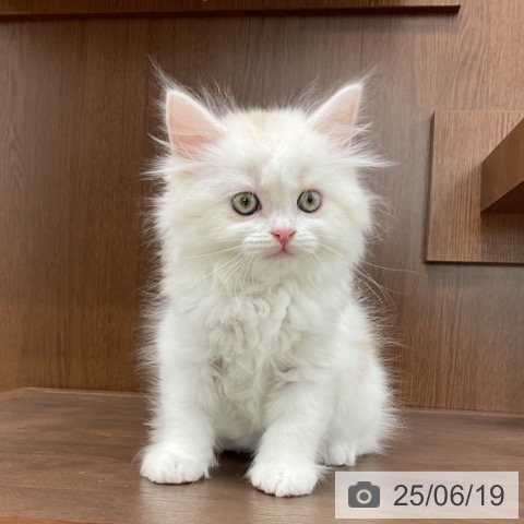 スコティッシュフォールドの写真