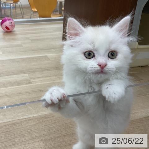 スコティッシュフォールドの写真