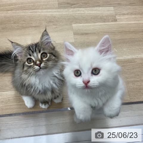 スコティッシュフォールドの写真