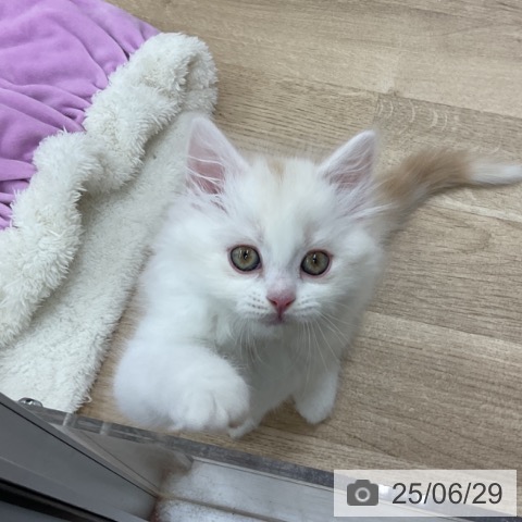 スコティッシュフォールドの写真
