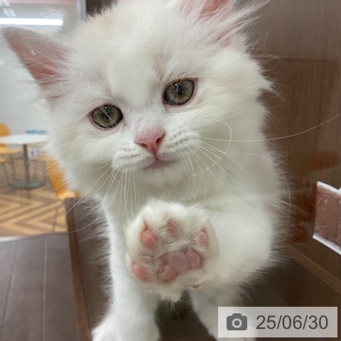 スコティッシュフォールドの写真