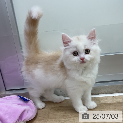 スコティッシュフォールドの写真