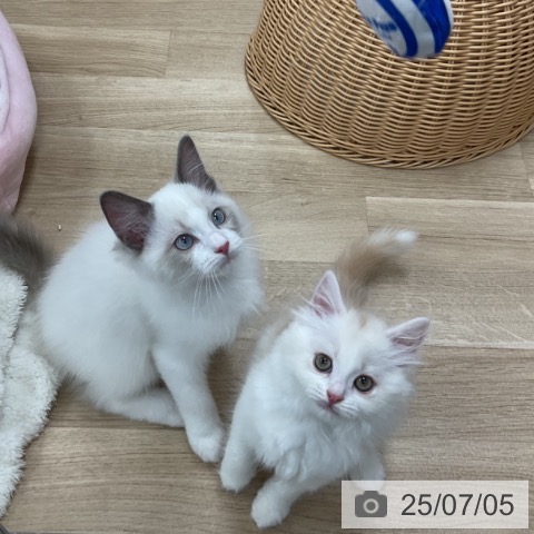 スコティッシュフォールドの写真