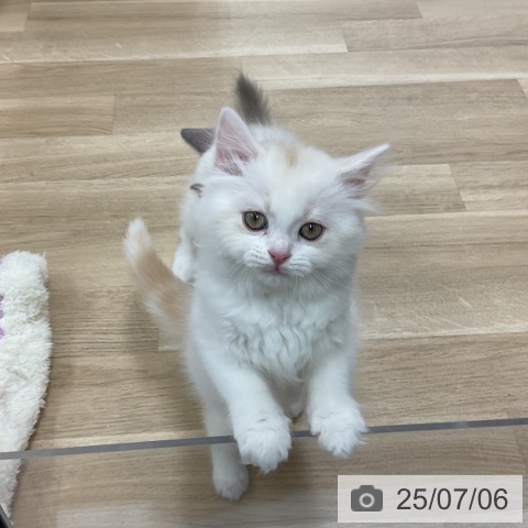 スコティッシュフォールドの写真