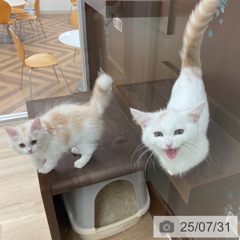 スコティッシュフォールドの写真