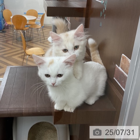 スコティッシュフォールドの写真