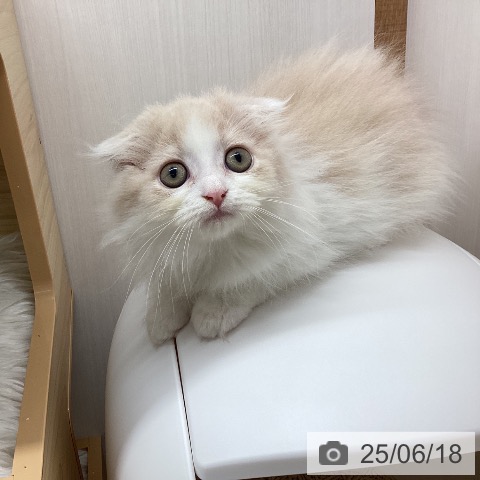 スコティッシュフォールドの写真