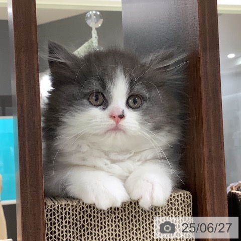 スコティッシュフォールドの写真