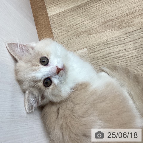 マンチカンの写真