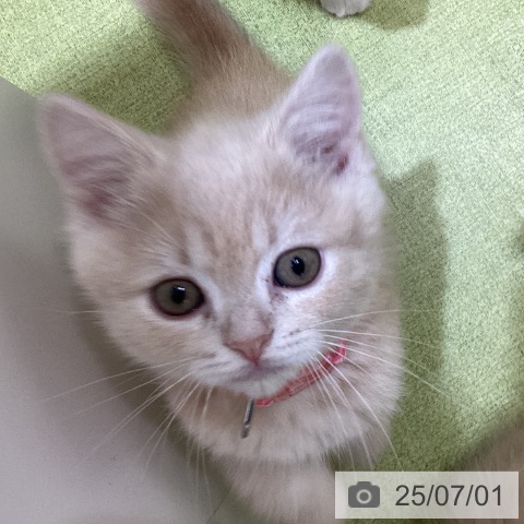 スコティッシュフォールドの写真