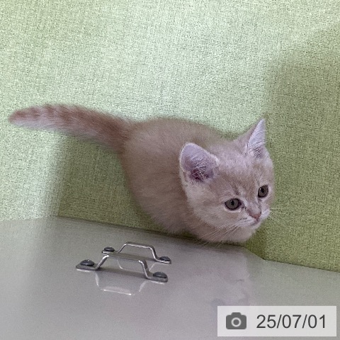 スコティッシュフォールドの写真
