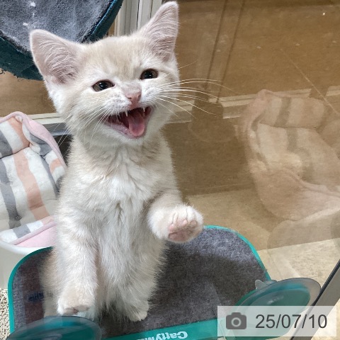 スコティッシュフォールドの写真