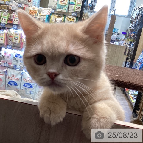 スコティッシュフォールドの写真