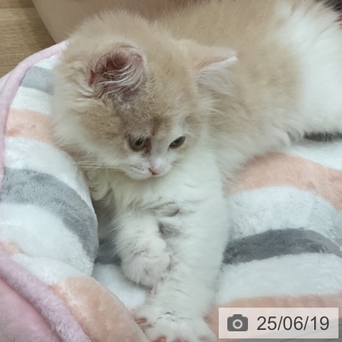 スコティッシュフォールドの写真