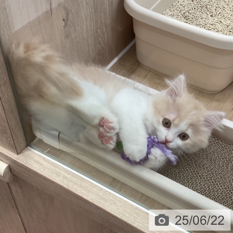 スコティッシュフォールドの写真