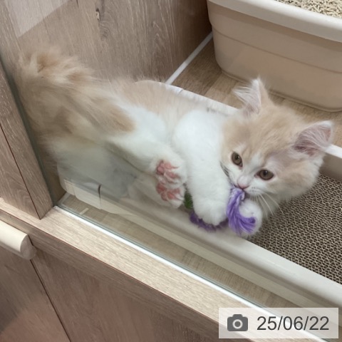 スコティッシュフォールドの写真