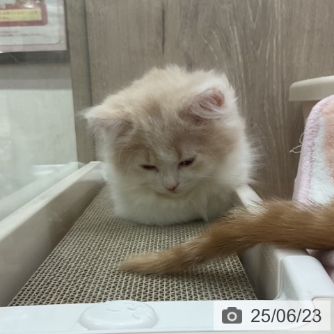 スコティッシュフォールドの写真