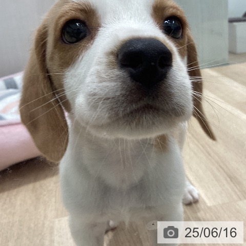 ビーグルの写真