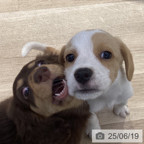 ビーグルの写真