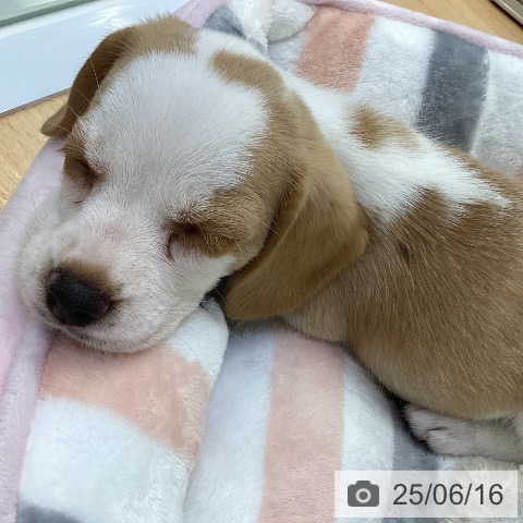 ビーグルの写真