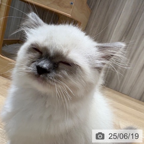 ラグドールの写真