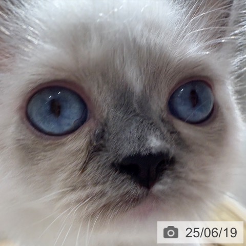 ラグドールの写真