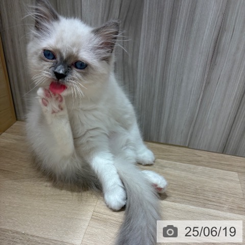 ラグドールの写真