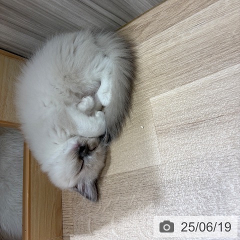ラグドールの写真