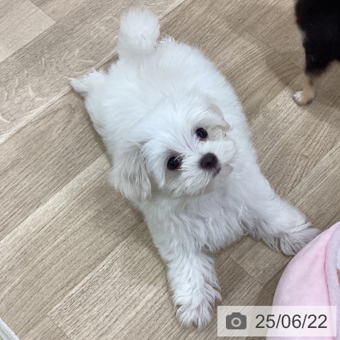 マルチーズの写真