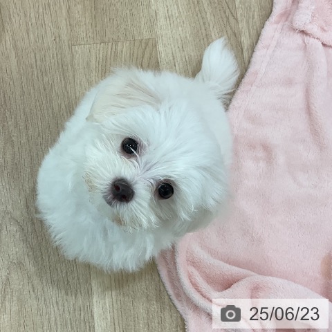 マルチーズの写真