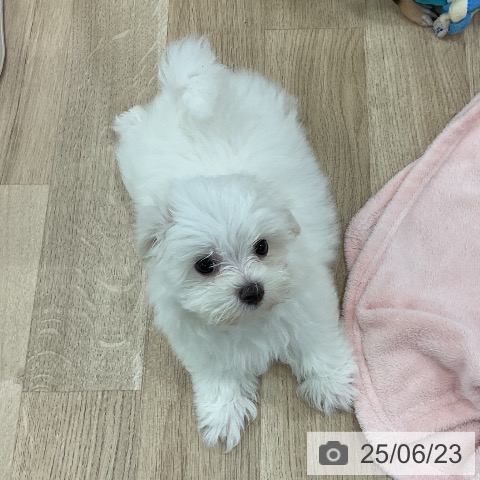 マルチーズの写真