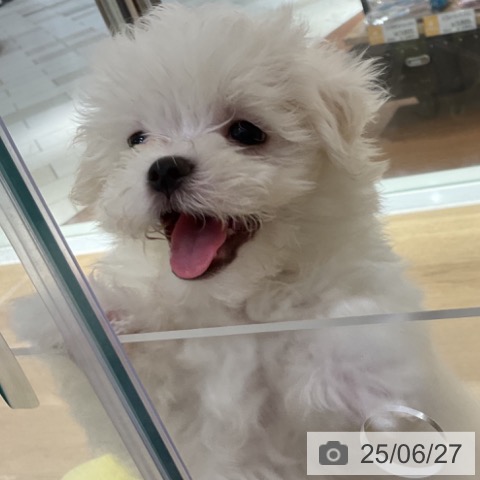マルチーズの写真