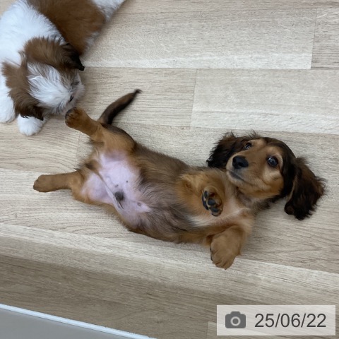 ミニチュア・ダックスフンドの写真
