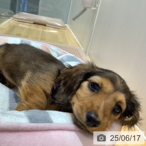 ミニチュア・ダックスフンドの写真