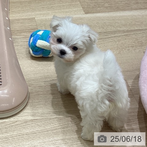 マルチーズの写真
