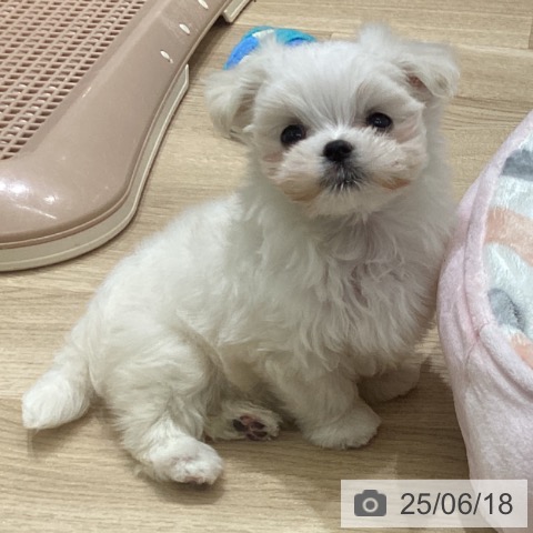 マルチーズの写真